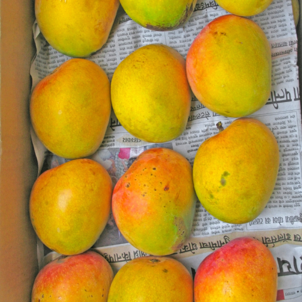 Devgad Alphonso Mango