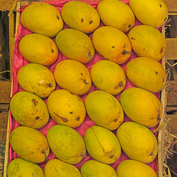 Devgad Alphonso Mango