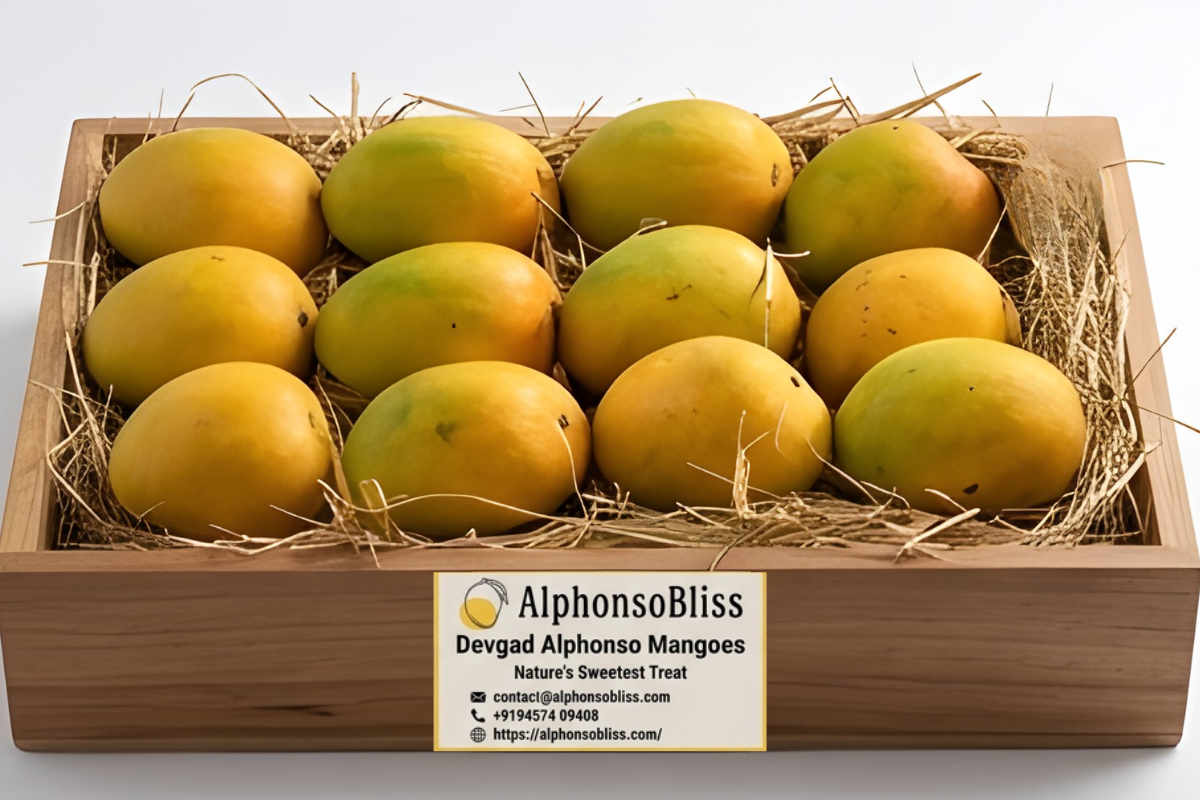 Authentic Alphonso Mango (1 Dozen)