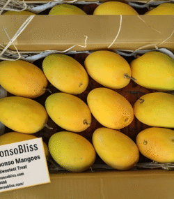 Authentic Alphonso Mango (1 Dozen)