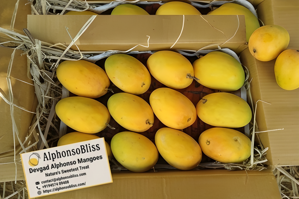 Authentic Alphonso Mango (1 Dozen)