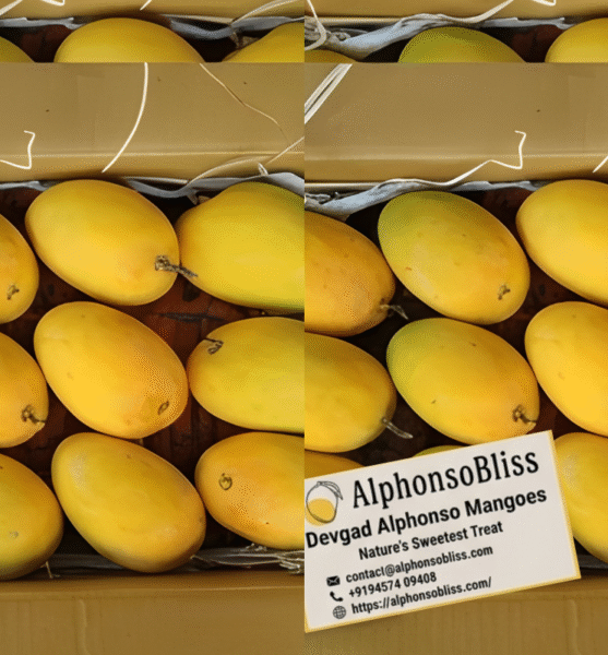 Devgad Alphonso Mangoes