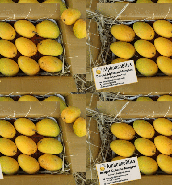 Authentic Devgad Alphonso Mango 4 Dozen
