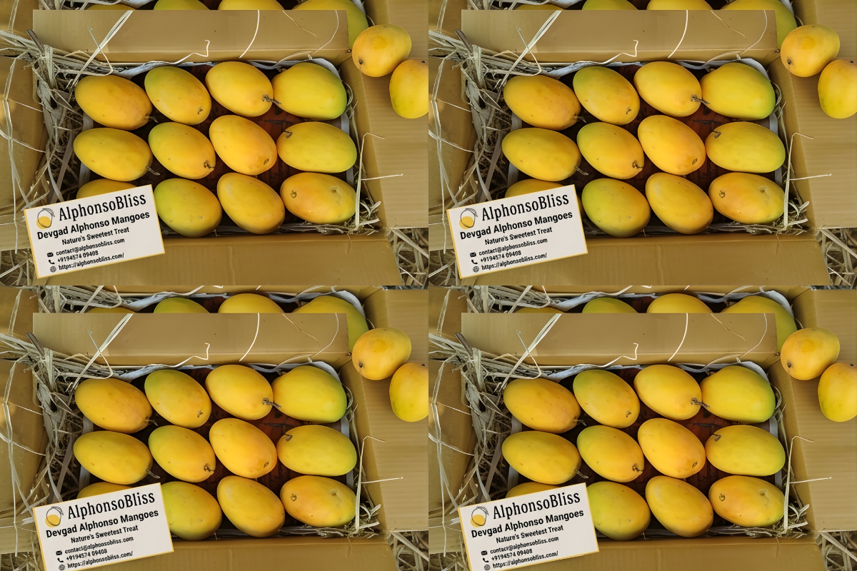 Authentic Alphonso Mango (4 Dozen)