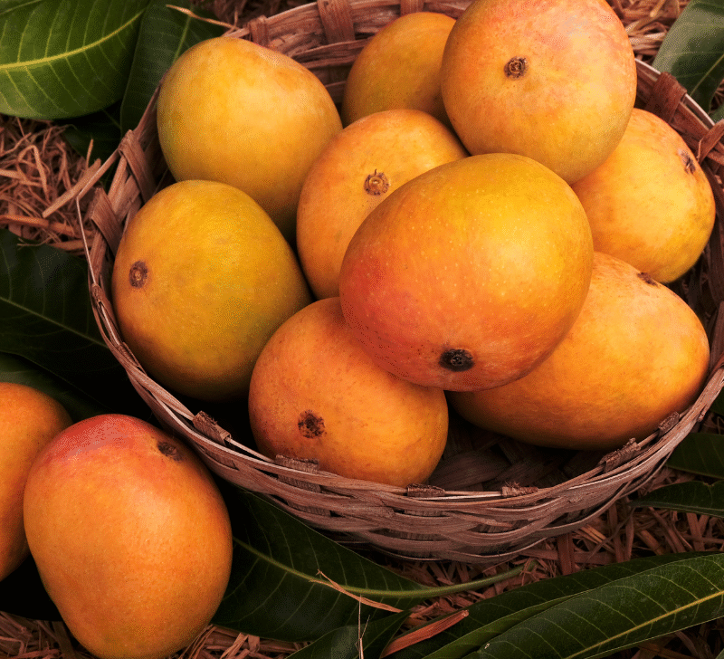 Devgad Alphonso Mango (2 Dozen)