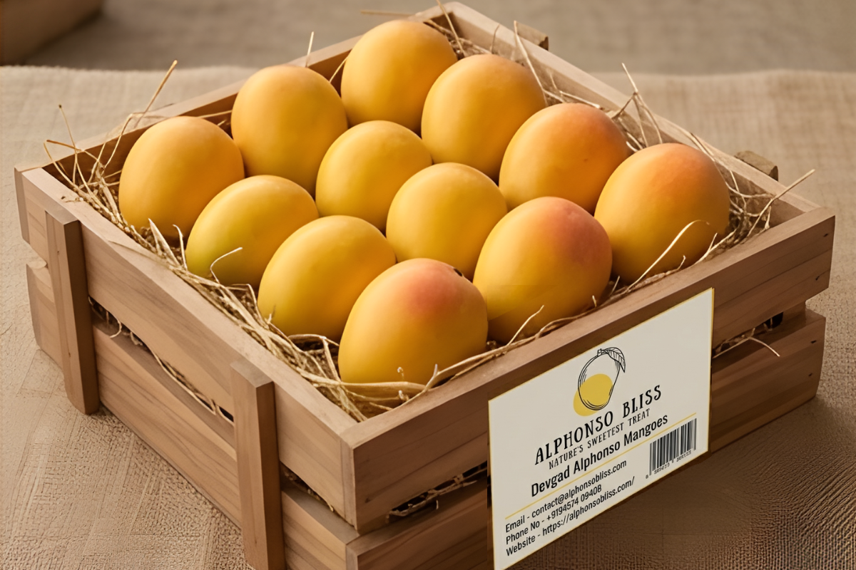 Authentic Alphonso Mango (1 Dozen)