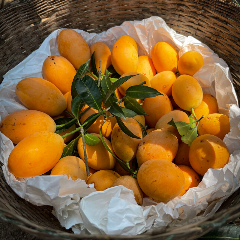 Devgad Alphonso Mango (3 Dozen)