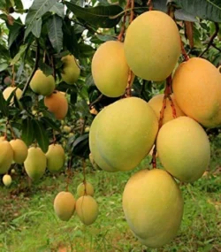 Authentic Alphonso Mango (1 Dozen)