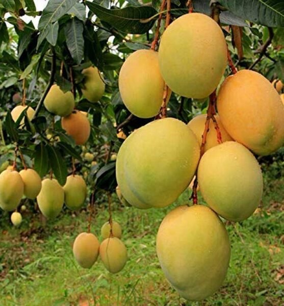 Mango-Image1