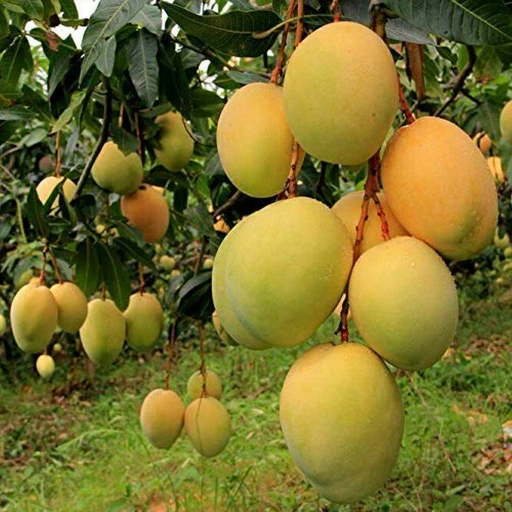 Devgad best quality mango