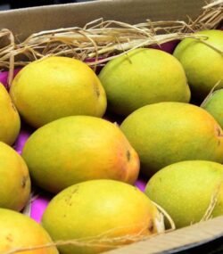 Authentic Alphonso Mango (1 Dozen)