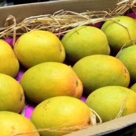 Authentic Devgad Alphonso Mangoes