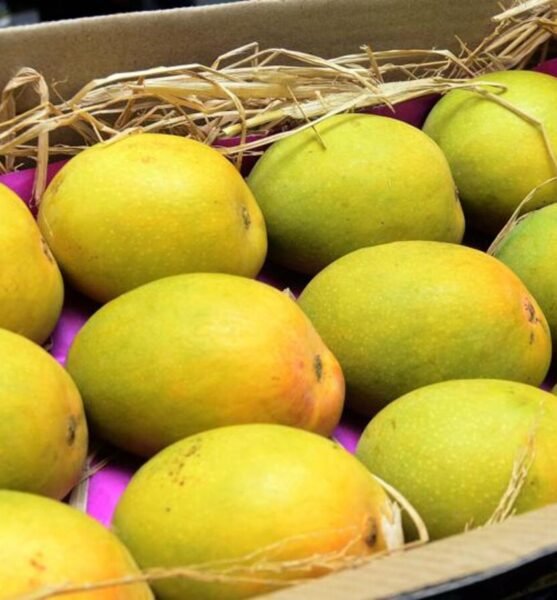 Authentic Devgad Alphonso Mangoes