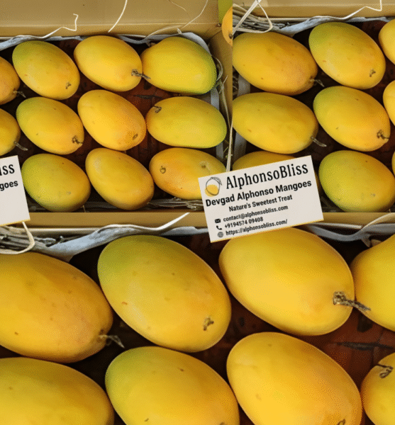Premium Devgad Alphonso Mangoes