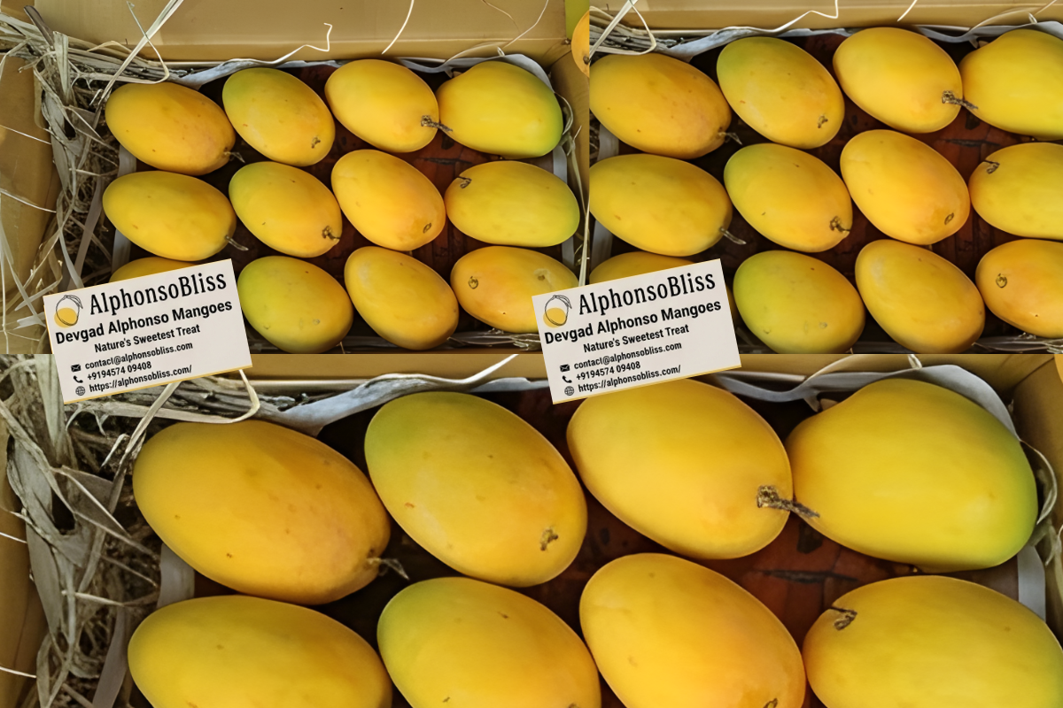Authentic Alphonso Mango (3 Dozen)