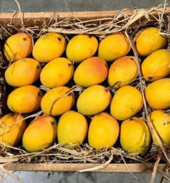 Premium Devgad Alphonso Mangoes