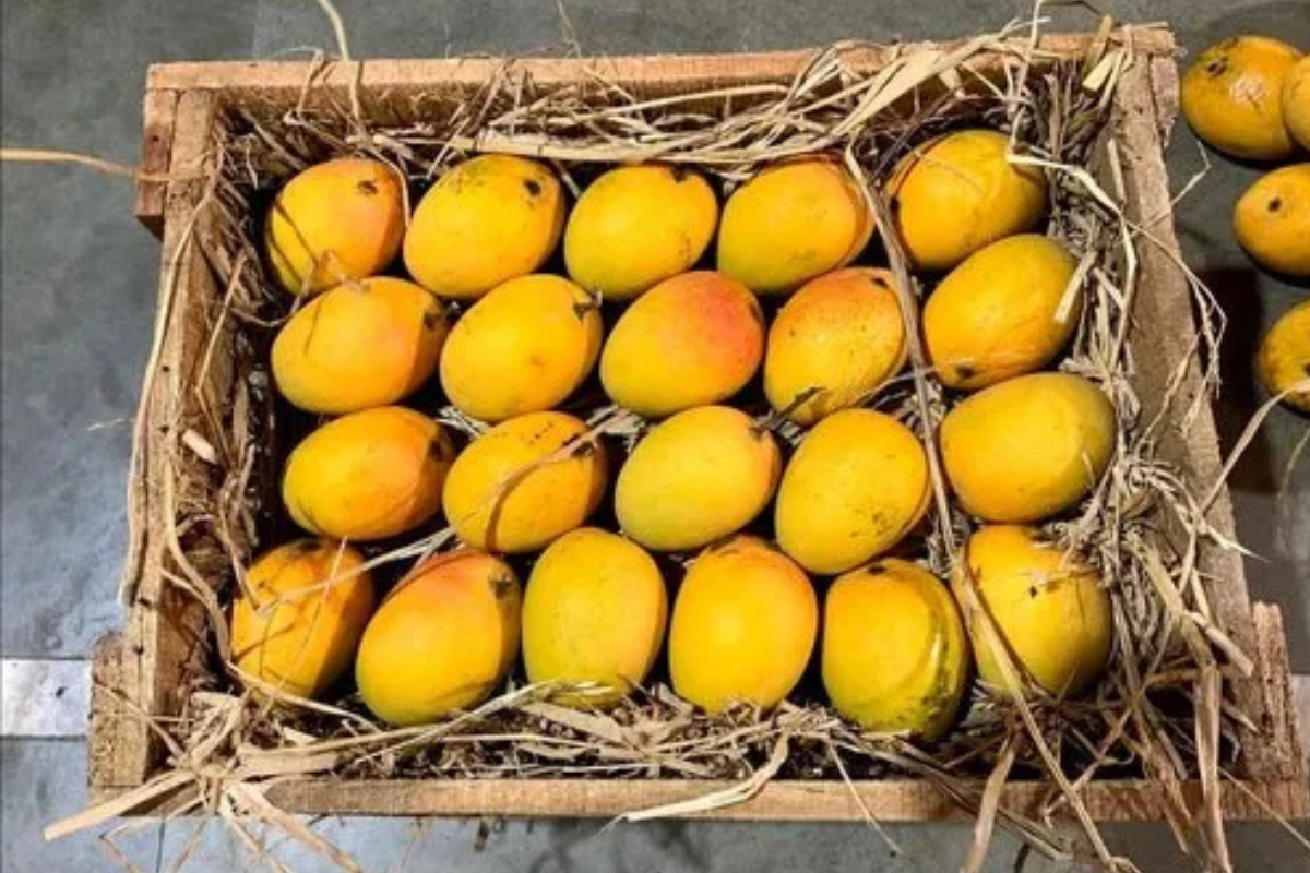 Authentic Alphonso Mango (3 Dozen)