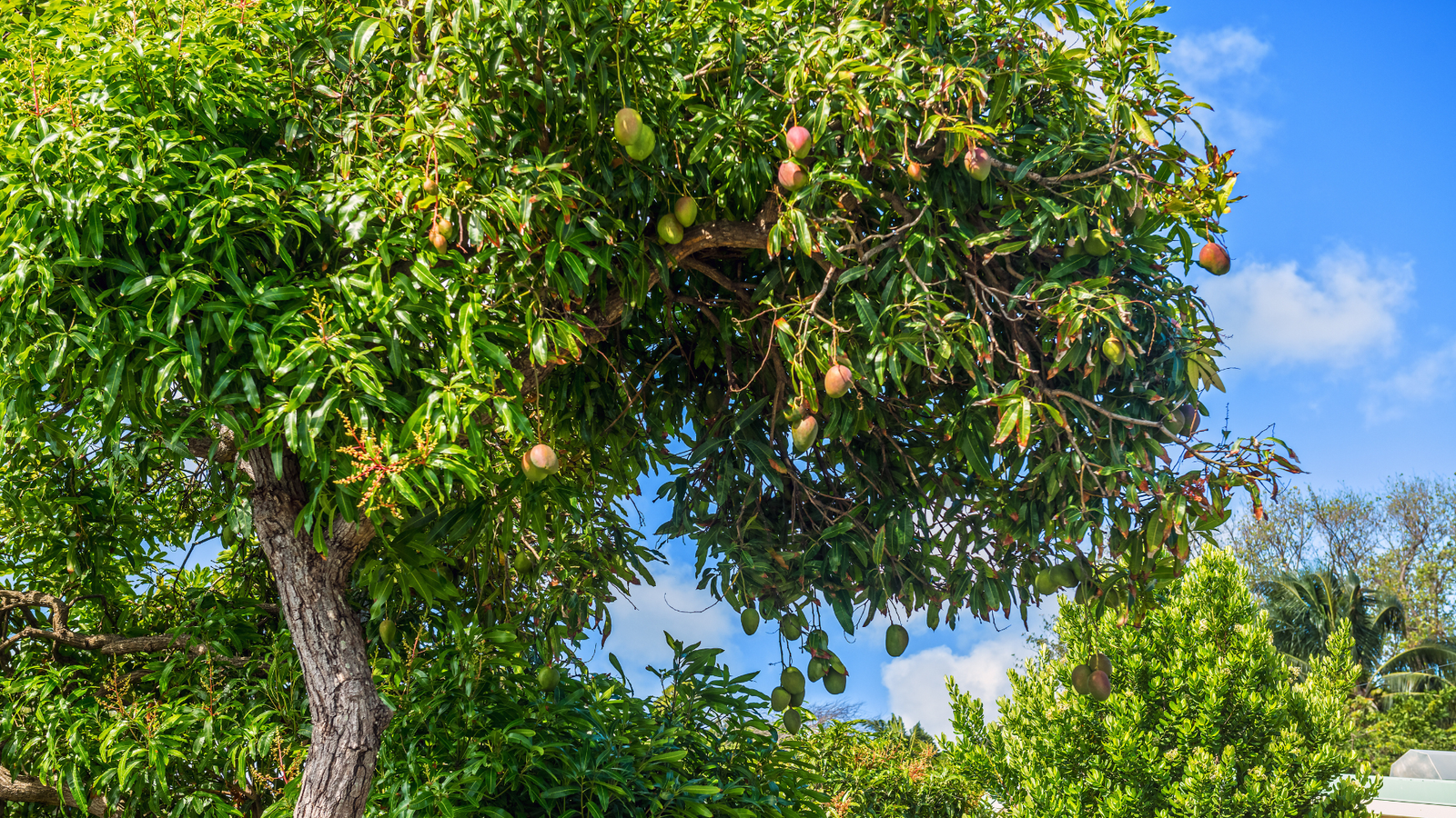 Authentic Devgad Hapus Guide – AlphonsoBliss Blog 10 Mango tree blog