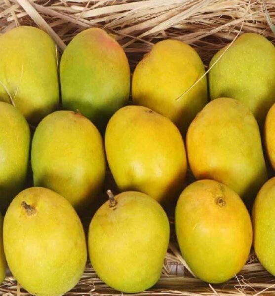 Authentic Devgad Alphonso Mango 4 Dozen