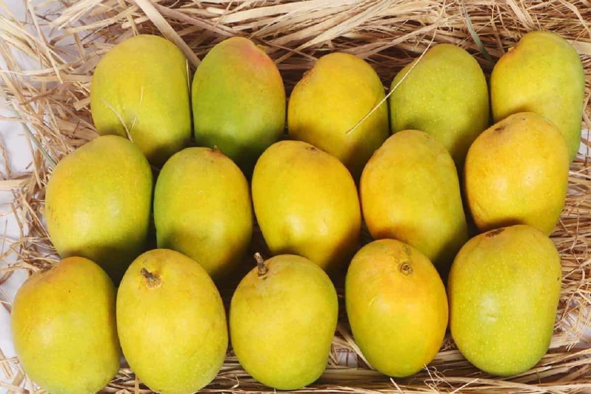 Authentic Alphonso Mango (4 Dozen)
