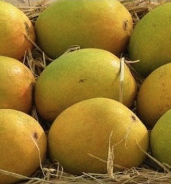 Devgad Alphonso Mangoes