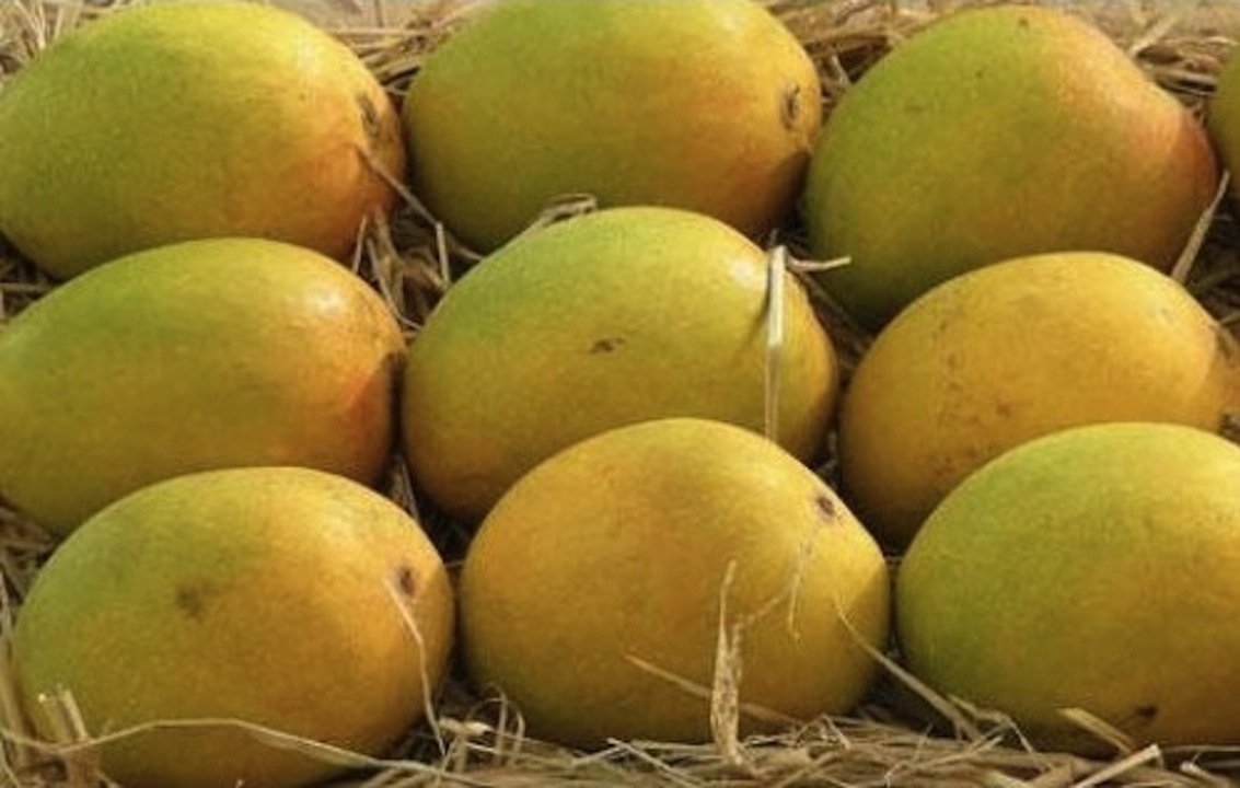 Authentic Alphonso Mango (2 Dozen)