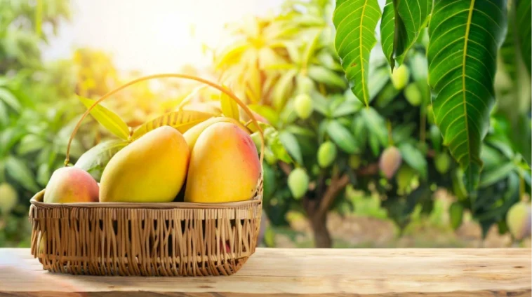 Mango fruit hanging on tree