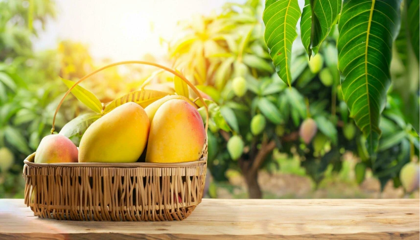 Mango fruit hanging on tree