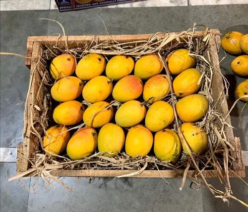 Authentic Alphonso Mango (3 Dozen)