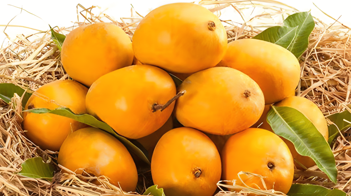 banners Authentic Alphonso Mangoes